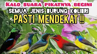 suara pikat semua jenis burung kolibri suara burung koliibri ribut