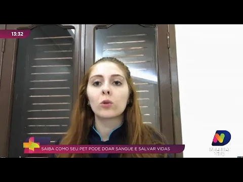 Saiba como seu pet pode doar sangue e salvar a vida de outros animais