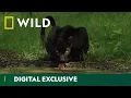 Download Lagu Hiding in the Shadows | The Real Black Panther | National Geographic Wild UK
