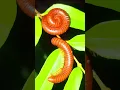 Download Lagu #millipedes on the tips of branches and leaves