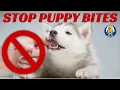 Help How Do I STOP Puppy Biting