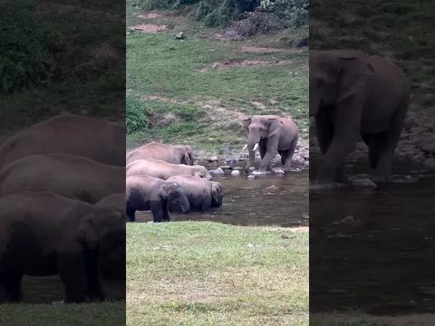 എന്നെ 🐘- പിടിച്ചു 😭