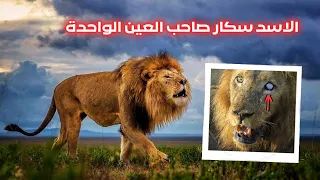 الاسد سكار صاحب العين الواحدة اسطوره هوانج الوطنيه و خليفة الاسد سيسل 