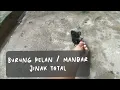 Download Lagu Burung Pelan atau Mandar Peliharaan Jinak