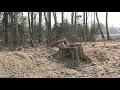 Williamsport Airport-Tree removal