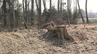 Williamsport Airport-Tree removal