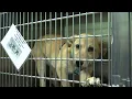 Pet Scams on the rise in Lubbock