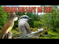 Download Lagu tembakan variasi rapat jingjing petulak dan cucak jenggot suara tajam pas untuk burung lombahan