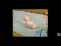 Download Lagu Fourways Farm on Sprout