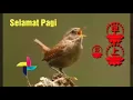 Download Lagu Nada dering BURUNG