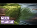 Moss vs Algae What s the Real Difference Biology Explained Simply