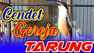 cendet gereja tarung plus murai batu sambung kapas tembak