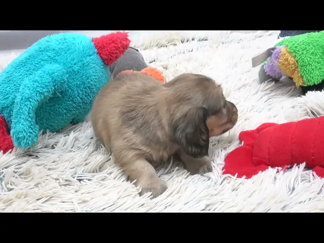 動画