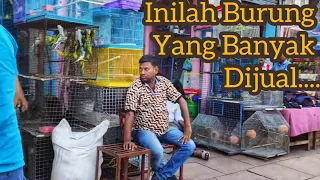 Download Pasar Burung India di Kabutar Market 🐦🦜🕊️😀🇮🇳 MP3