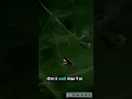 Download Lagu Fire Flies Are Extincting
