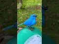 Download Lagu Kibtoy Blue Bird toy simulation electric singing bird can call and move