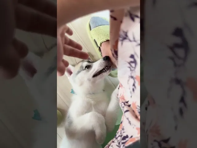 動画