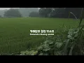 시골 논 호박잎에 내리는 오직 평온한 빗소리｜오직 휴식 안정 숙면을 위한 ASMR [4K]