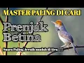 Download Lagu MASTERAN PRENJAK BETINA GACOR SUARA JERNIH ‼️Tirrrrrr panjang