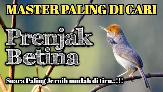 masteran prenjak betina gacor suara jernih tirrrrrr panjang