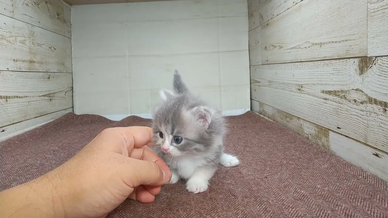 動画