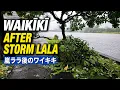 Waikiki After Storm Lala Road Closures Fallen Trees