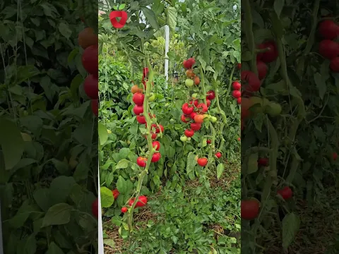 Spas za vrt i voćnjak! Kiša je napokon stigla!