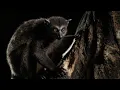 The Mysterious Aye-Aye of Madagascar