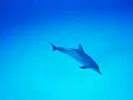 "Dolphin smile - depths mix", by David Foxx