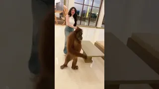 سطوحي نانسي عجرم 