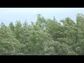 Windstorm knocks out power downs trees across Anchorage