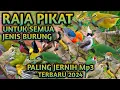 Download Lagu SUARA PIKAT SEMUA JENIS BURUNG PALING AMPUH JERNIH TERBARU 2024 ( #pikatburungproduction )