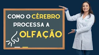 Como o cérebro processa o olfato?