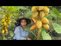 Download Lagu VISIT THE RIPE PAPAYA TREE EVERY DAY/UNEXPECTED RESULTS