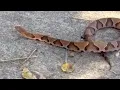 Former KY3 anchor bitten by copperhead in Ozark Mo