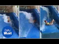 Woman nearly loses bikini after she s wiped out on surf machine - Daily Mail
