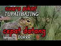 Lagu Top markotop ‼️Poin banyak jika pakai suara pikat tupai ini,,,, begitu datang langsung dorrrr,,,
