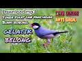 Download Lagu suara pikat untuk memanggil rombongan burung gelatik belong ora umum anti gagal