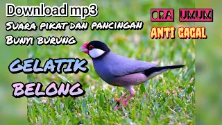 Download suara pikat untuk memanggil rombongan burung gelatik belong ora umum anti gagal MP3