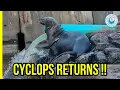Download Lagu Cyclops: We’ve Rescued This Seal So Many Times…