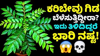 ಕರಿಬೇವು ಗಿಡ ಬೆಳೆಸುತ್ತಿದ್ದೀರಾ || ಇದು ತಿಳಿಯದಿದ್ದರೆ ಭಾರಿ ನಷ್ಟ || ಜಾಜಿ ಮಲ್ಲಿಗೆ plant benefits