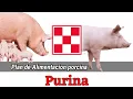 Plan de Alimentacion para Cerdos PURINA