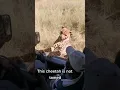 Download Lagu Cheetah gets too close for comfort 🐆😳 #shorts #animals #cheetah #swns
