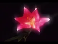 Valentina Versión Extendida - Carla Morrison