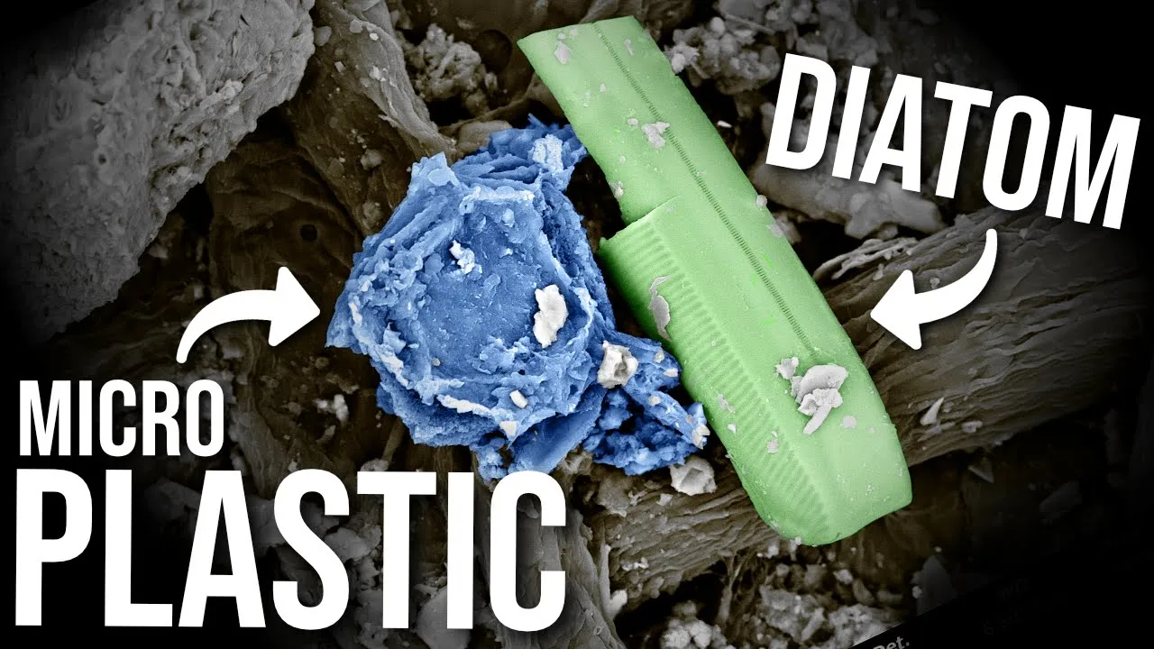 Extracting Microplastics with Olive Oil: A Scientific Approach
