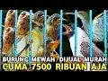 Lagu BUAT ONGKOS MUDIK || BURUNG MEWAH DIJUAL MURAH CUMA 7,500 PERAK DI PASAR BURUNG PRAMUKA 