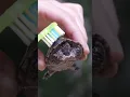 How Do I Clean My Turtle? 🪥