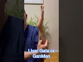 Acupressure for Fatty Liver using Master Tung s point GanMen or Liver Gate