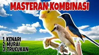 masteran kombinasi murai trucukan dan kenari gacor dorrrr 