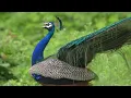 Wonderful Peacock Sounds effect & Feathers vibrating in Nature 4k UHD 